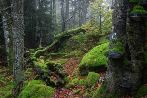 Frederic Demeuse WALD photography-Primeval forest-Slovakia