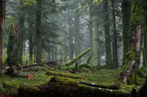 Frederic Demeuse WALD photography-Primeval old forest-