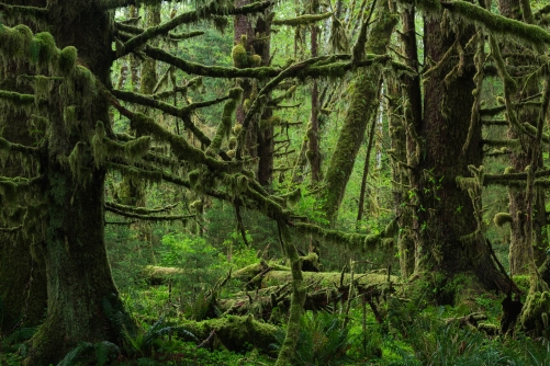 Frederic-Demeuse-WALD-photography-Queets rainforest