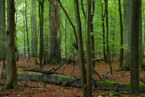 Frédéric-Demeuse-WALD-photography-Sonian-Forest-Unesco-beech