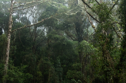 Frederic Demeuse WALD photography-Tropical cloudforest