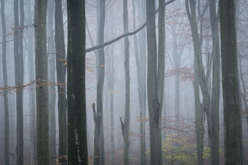 Frederic-Demeuse-WALD-photography copie