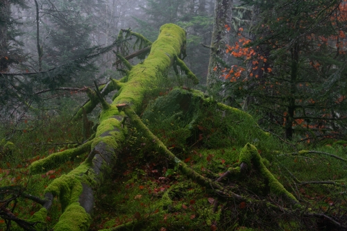 Frédéric-Demeuse-WALD-photography-forêts-primaires-arbre