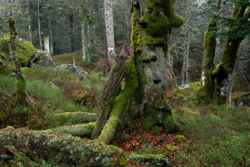 Frédéric-Demeuse-WALD-photography-old-forest