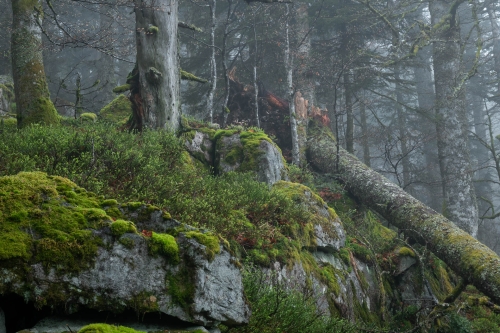 Frédéric-Demeuse-WALD-photography-primeval-forest-Romania