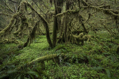 Frederic-Demeuse-WALD-photography-temperate-rainforest
