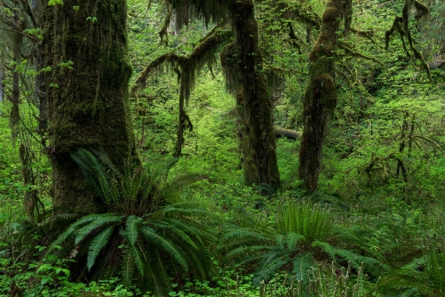 Frederic-Demeuse-WALD-photography-temperate-rainforest