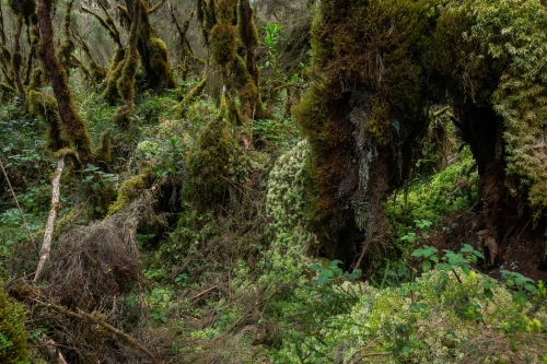 Frederic-Demeuse-WALD-tropical-bog-forest