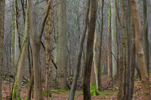 Frédéric-Demeuse-Wald-Forest