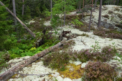 Frédéric-Demeuse-Wald-Lapland