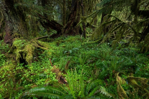 Frederic-Demeuse-Wald-Photography-Hoh-Rainforestj