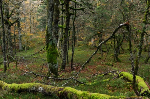 Frédéric-Demeuse-Wald-Primeval-forest