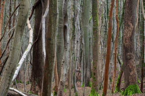 Frederic Demeuse Wald- trees