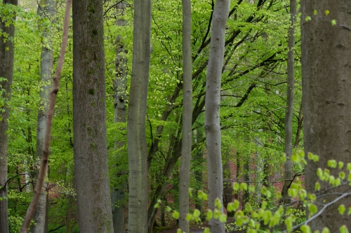 Frédéric-Demeuse-Wald