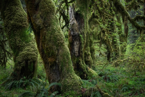 Frédéric-Demeuse-photography-temperate-rainfoest-mossy-big-leaf-maple-trees