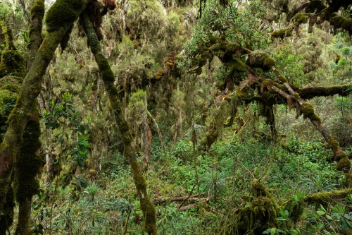 Frédéric Demeuse-photographer-Bialowieza-6