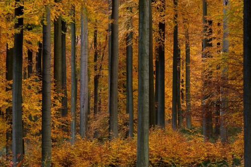 Frédéric-Demeuse-photographer-Sonian-forest-Belgium-autumn