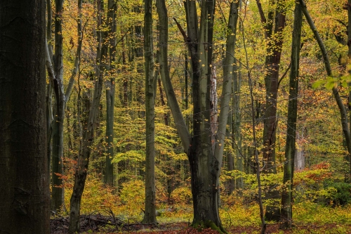 Frédéric Demeuse-photographer-WALD-Sonian Forest-Unesco-November