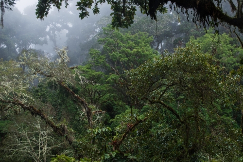 Frédéric Demeuse-photographer-WALD-montane-cloudforest-Cordillera de Talamanca