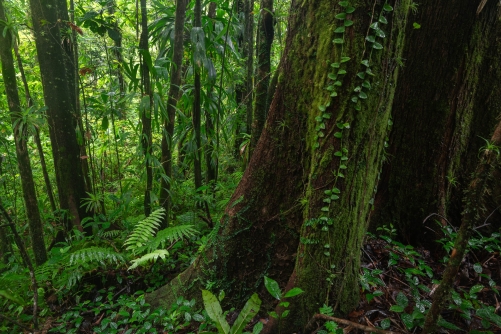 Frederic Demeuse photography-Forgotten places-Tropical forest-2