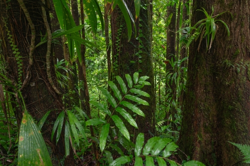 Frederic Demeuse photography-Forgotten places-Tropical forest