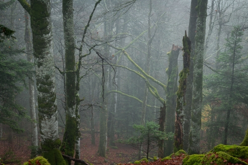 Frédéric-Demeuse-photography-WALD