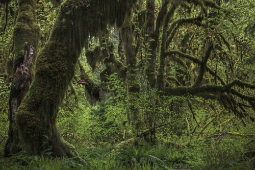 Frédéric-Demeuse-photography-forest-landscape-Wald-2