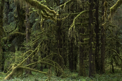 Frédéric-Demeuse-photography-forest-landscape-Wald-3 copie