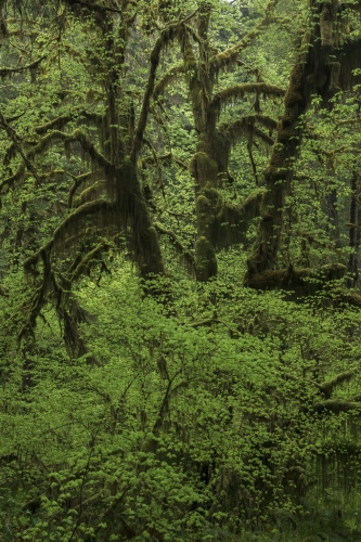 Frédéric-Demeuse-photography-forest-landscape-Wald-4