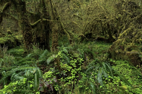 Frédéric-Demeuse-photography-forest-landscape-Wald-4