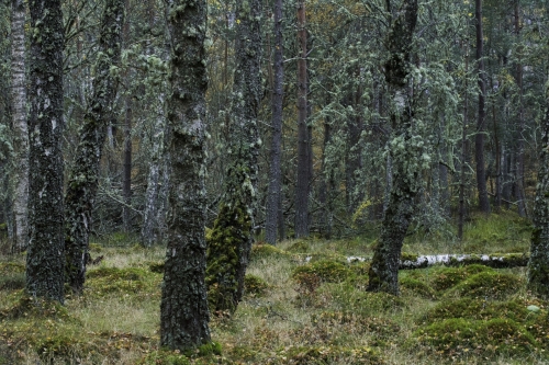 Frédéric-Demeuse-photography-forest-landscape-Wald-5