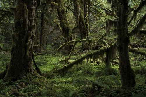 Frédéric-Demeuse-photography-forest-landscape-Wald-7