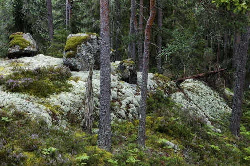 Frédéric-Demeuse-photography-forest-landscape-Wald-8