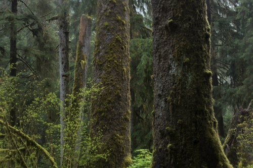 Frédéric-Demeuse-photography-forest-landscape-Wald copie