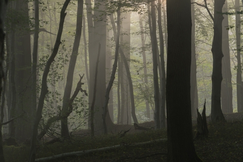 Frédéric-Demeuse-photography-forêts-primaires-Soignes-Unesco
