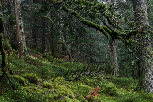 Frédéric-Demeuse-photography-forêts-primaires-deep-green