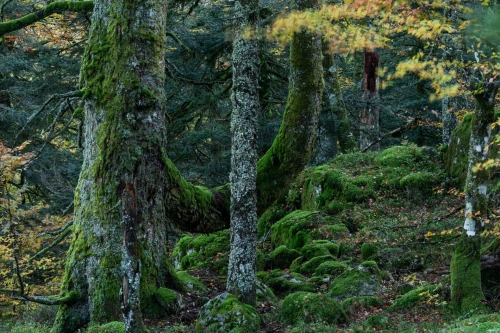 Frédéric-Demeuse-photography-forêts-primaires-forgotten-places-forest-photographer-9 copie 6