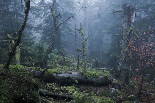 Frédéric-Demeuse-photography-primeval-forest-wald-6