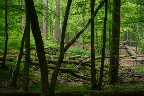 Frederic Demeuse-wald-photography-Sonian-Forest-UNESCO