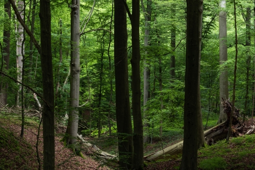 Frederic Demeuse-wald-photography copie 2