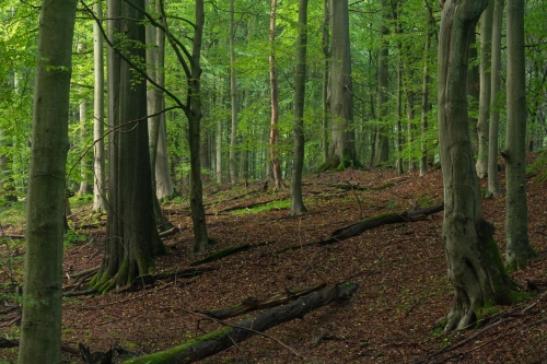 Frederic Demeuse-wald-photography-natural-forest-Sonian-Forest