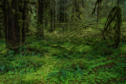 Frederic Demeuse-wald-photography-temperate-rainforest