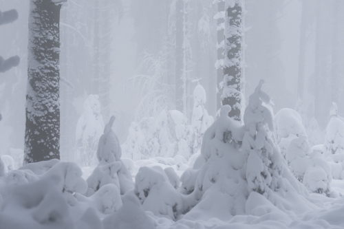 Frédéric-Demeuse-WALD-High-Fens-Winter-Belgium-3