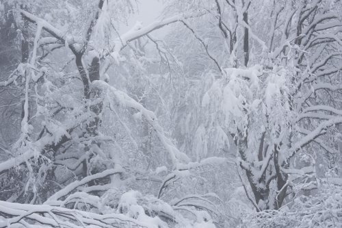 Frédéric-Demeuse-WALD-High-Fens-Winter-Belgium-5