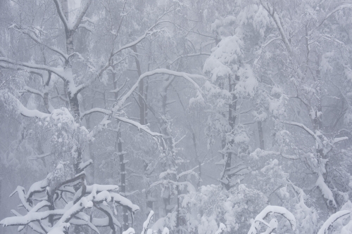 Frédéric-Demeuse-WALD-High-Fens-Winter-Belgium-8