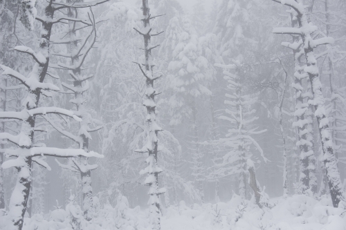 Frédéric-Demeuse-WALD-High-Fens-Winter-Belgium-9