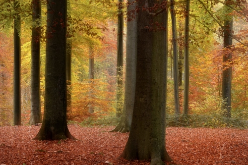 Frédéric-Demeuse-Wald-forest-photography