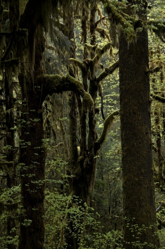 Frédéric-Demeuse-forest-photography-temperate-rainforest