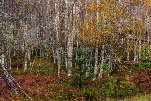 Frédéric Demeuse-nature-photography-highlands-scotland-autumn