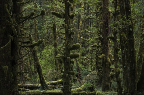 Frédéroc-Demeuse-WALD-nature-photography-13